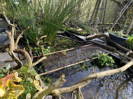 A garden pond with lush aquatic plants and clumps of round shiny frogspawn