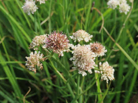 Tubular Water Dropwort 