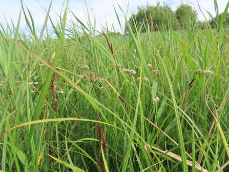 Tubular Water Dropwort in the meadow at Rye Meads Nature Reserve