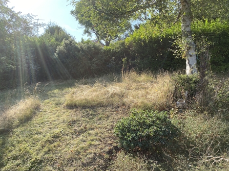 Areas of long grass left amongst shorter mown areas on a garden lawn