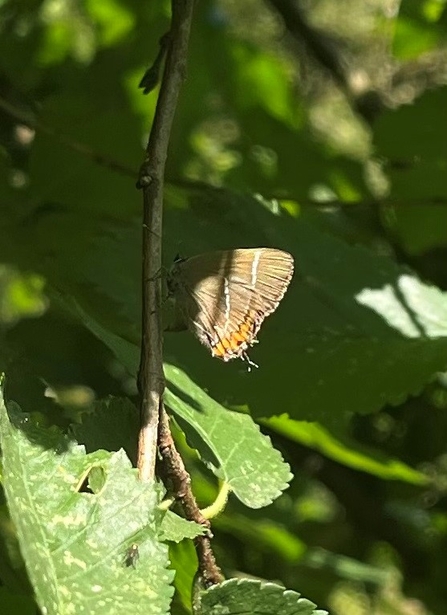 A brown butterfly with a white stripe on its wings perched on a leafy twig