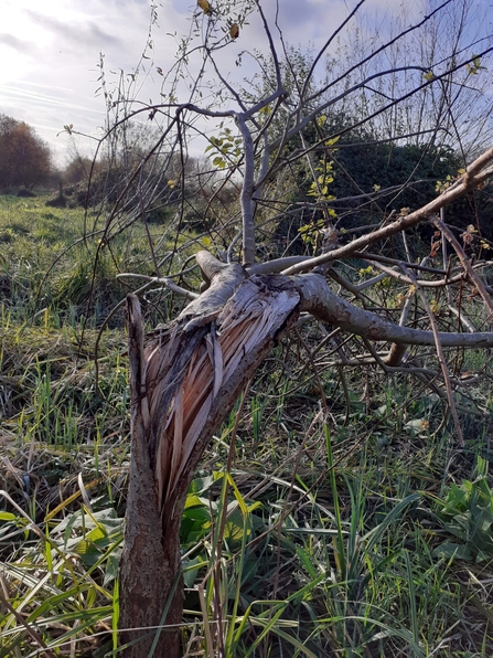 A splintering tree with the trunk at a 90 degree angle
