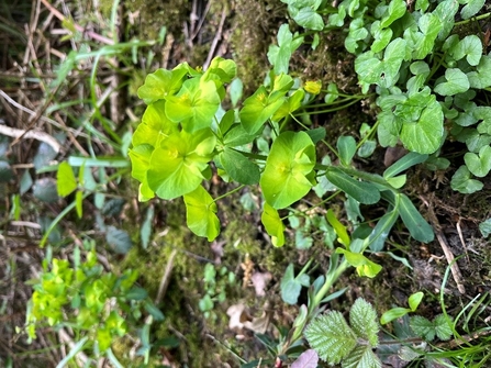 Flowering Wood Spurge