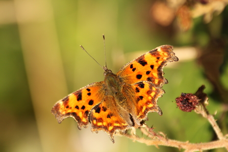 An orange butterfly with wavy edged wings and black markings sitting on a bramble