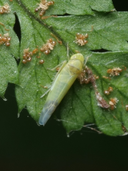 A pale green insect witting on a leaf