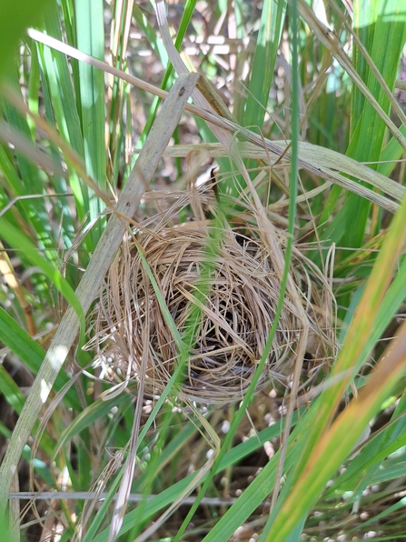 Harvest Mouse Nest