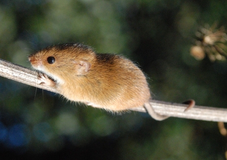 Harvest Mouse