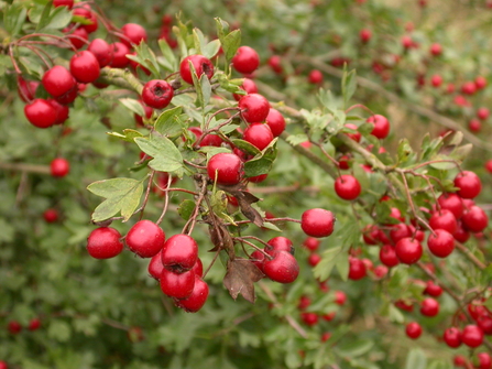 Clusters of round red berries growing from hawthorn