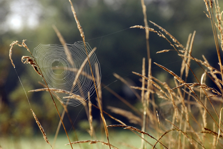 A spiders' web in golden evening sunlight