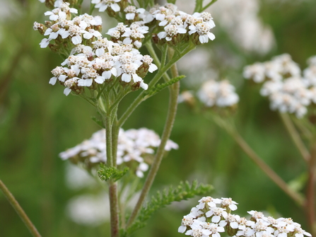 White umbels of Yarrow flowers