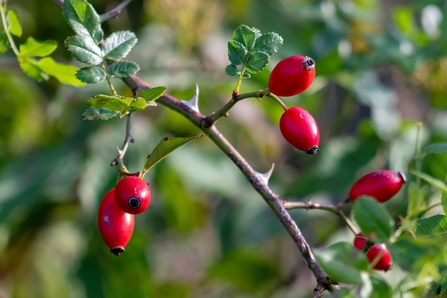 Red oval-shaped rosehips growing from thin thorny branches of wild roses