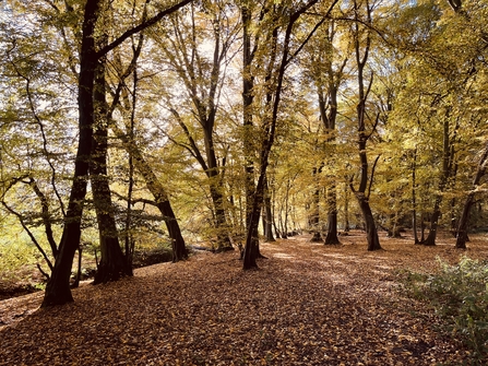 Tall trees in a woodland with sunlight shining through their yellow-orange leaves onto the brown ones on the woodland floor that have already fallen.