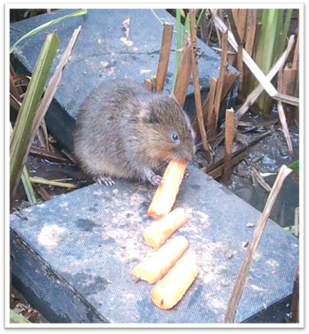 Water Vole with Carrot