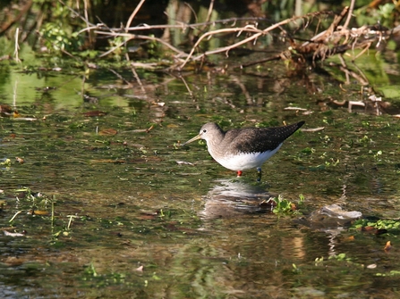 A wading bird with a brown back and white belly standing in shallow water