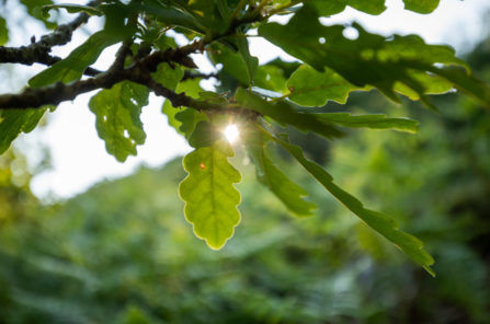 Oak leaves in sunlight