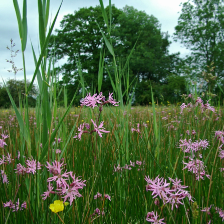 Ragged Robin flowers