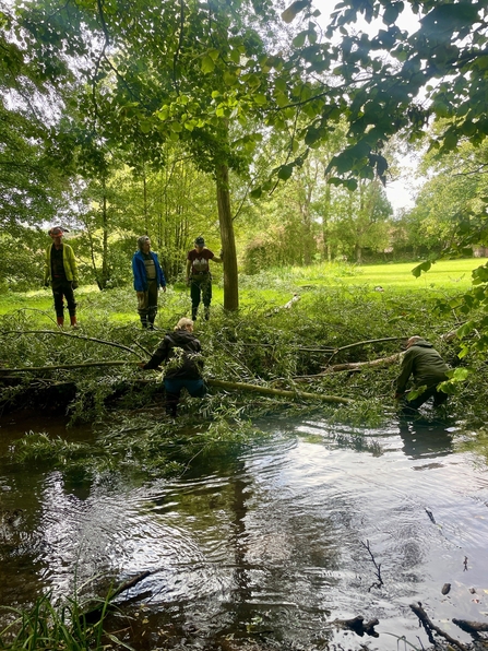 Volunteers and staff putting a tree into the river to provide shelter for Wild Brown Trout and other creatures
