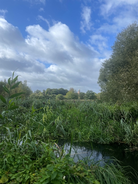 A view over a river with lush green reeds growing on its banks