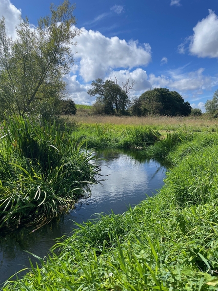 A view of a bend in the river Lea with lush green vegetation growing from its banks