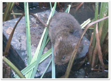 Water Vole Ignores Sedge provided for Food