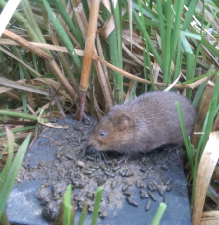 Water Vole Latrineon Raft 