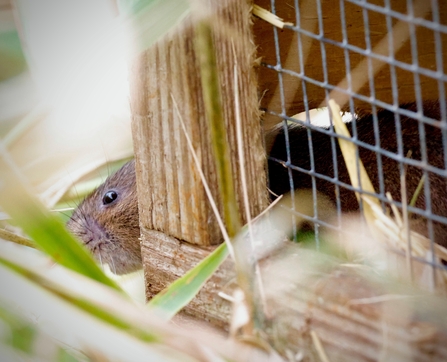 Water Vole venturing out of the pen