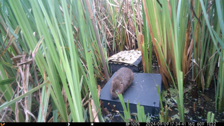 Water Vole with Choice of Raft Surface