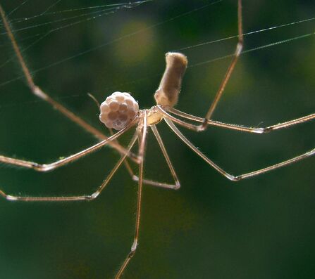 Daddy Long-legs Spider carrying egg sack