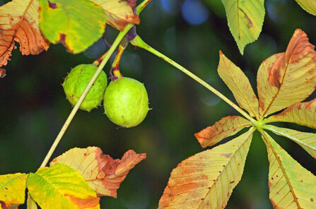Horse Chestnut leaves that are turning yellow-brown. They are darkest at the outer edges.