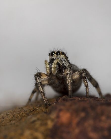 Common Zebra Spider Salticus scenicus