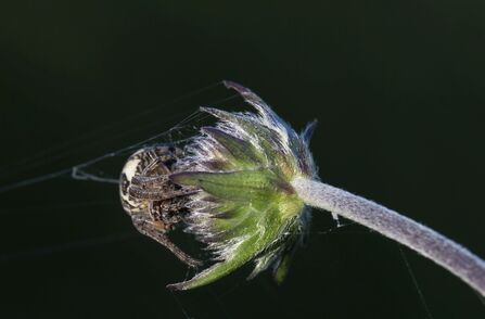 Furrow Spider Larinioides cornutus