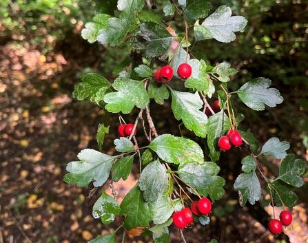 Red "haws" on the branches of a Midland Hawthorn