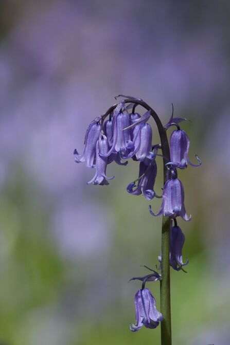 Bluebell