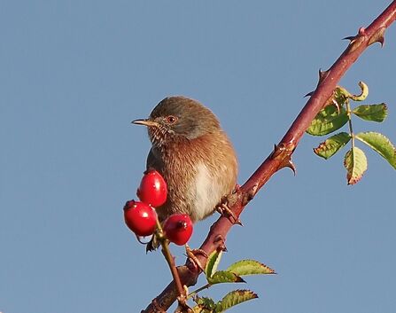 Dartford Warbler at Tewin 