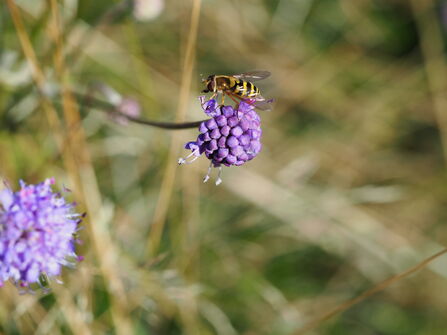 Devil's-bit Scabious 