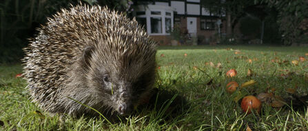 A close up of a hedgehog foraging on a lawn at night