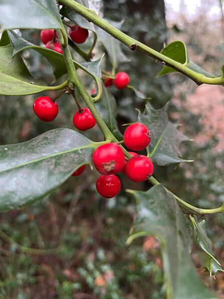 Holly at Old Park Wood 
