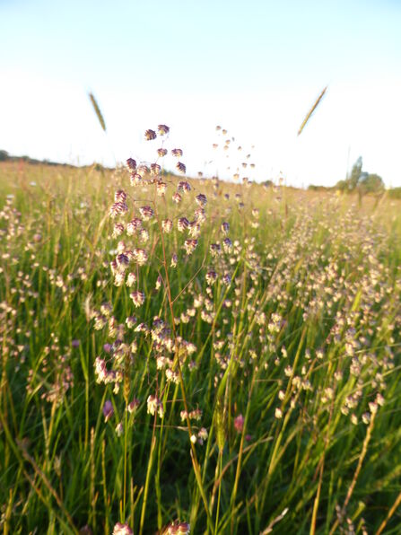 Quaking Grass at Hunsdon Meads Nature Reserve 