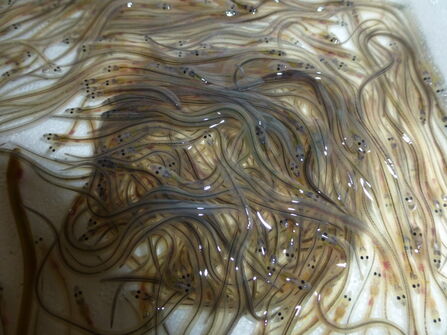TRT Glass Eels_AF 