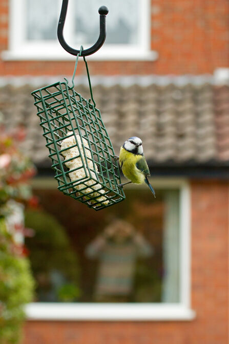 A Blue Tit sitting on a suet feeder. Someone in the background is watching the blue tit from a house window.