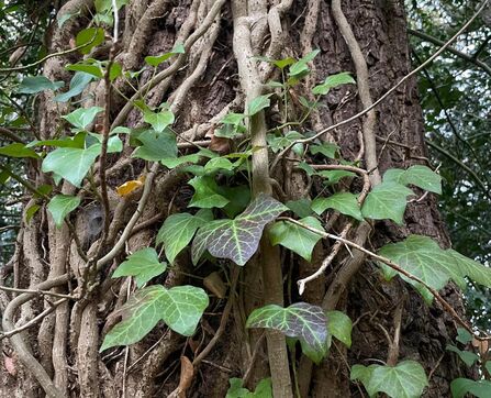 Shiny green Ivy leaves growing up the trunk of a tree