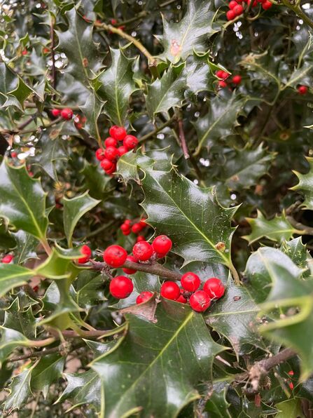 A close up of spiky dark green Holly leaves with their round bright red berries.