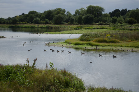 Ducks swimming on a lake at Amwell