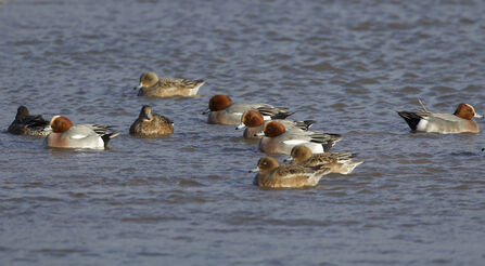 A flock of Wigeon swimming on a  lake