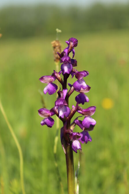 Green-winged Orchid