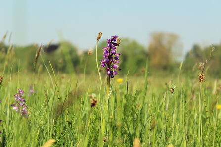 Green-winged Orchid at Hunsdon Mead 