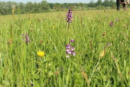 Green-winged Orchid and wildflowers at Hunsdon Mead