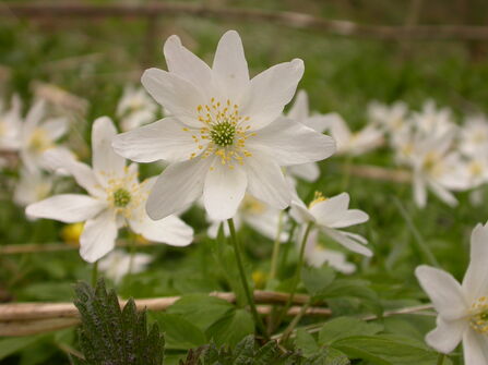 Wood Anemone