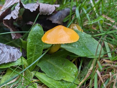 Parrot Waxcap 