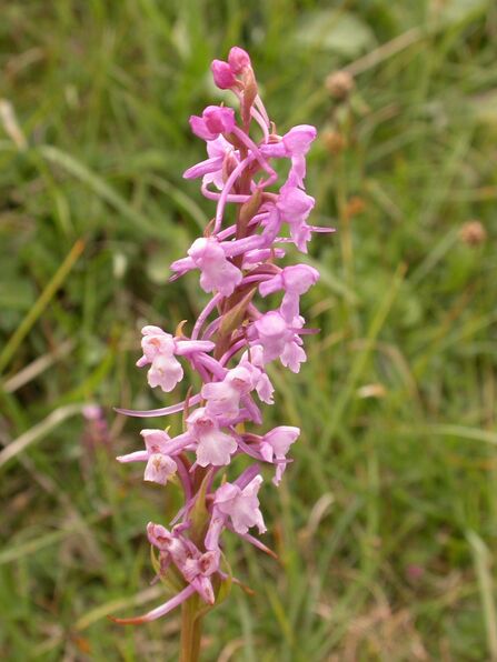 Common Fragrant Orchid